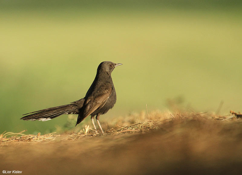    Black-bush Robin  Cercotrichas podobe                   ,, 2010.: 